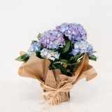 Hortensia Azul (1)