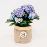 Fleurs à Lisbonne - Hortensia Azul com Cesto Decorativo 1 Thumb