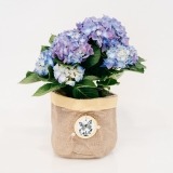 Blaue Hortensie mit dekorativem Korb (1)