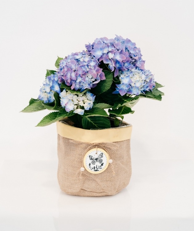 Fleurs à Lisbonne - Blaue Hortensie mit dekorativem Korb (1)