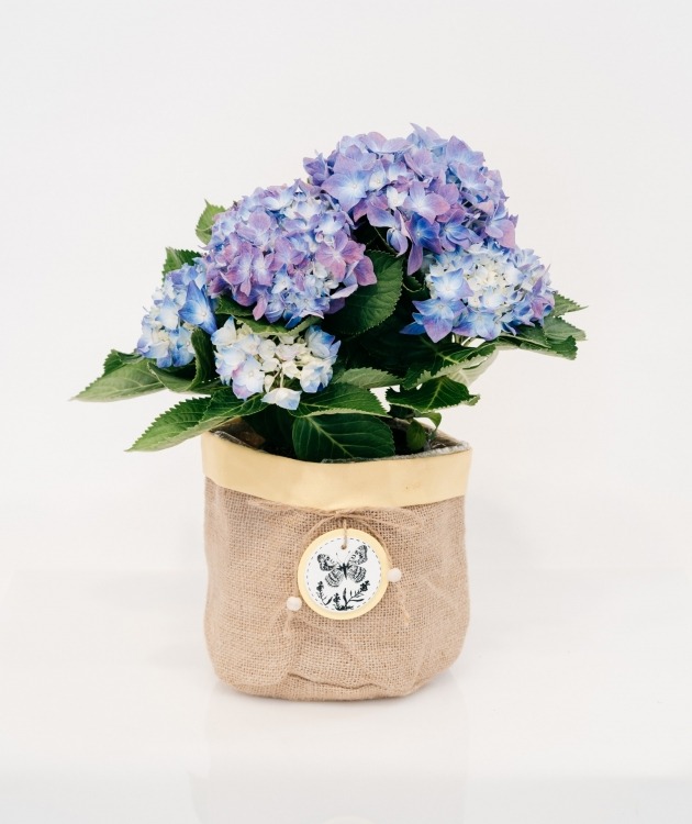 Fleurs à Lisbonne - Blue Hydrangea with Decorative Basket (1)