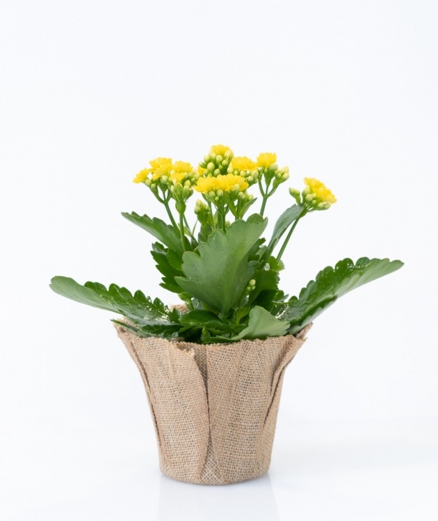 Fleurs à Lisbonne - Orange Kalanchoe (3)