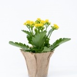 Orange Kalanchoe (3)