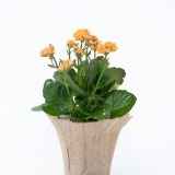 Orange Kalanchoe (1)