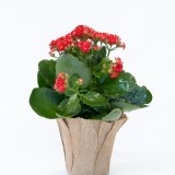 Orange Kalanchoe (2)
