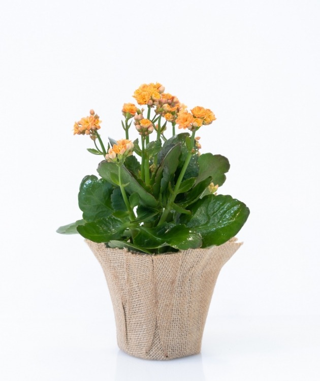 Fleurs à Lisbonne - Orange Kalanchoe (1)