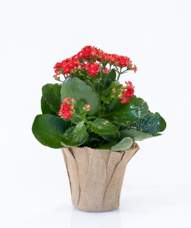 Fleurs à Lisbonne - Orange Kalanchoe (2)