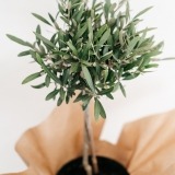 Large Olive Tree (2)