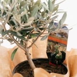 Small Olive Tree (3)