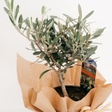 Small Olive Tree (2)