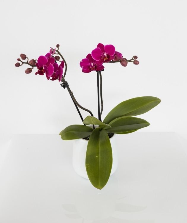 Fleurs à Lisbonne - Mini Pink Orchid (1)