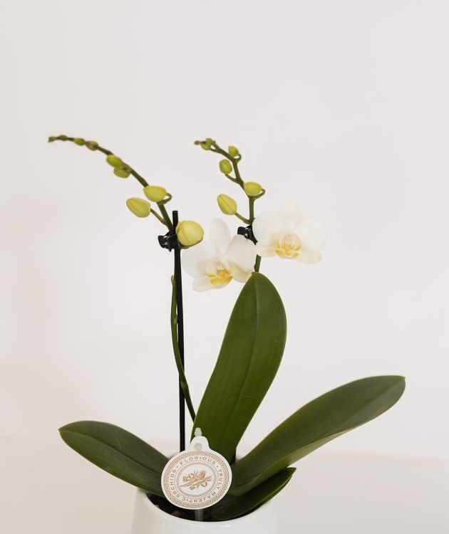 Fleurs à Lisbonne - Orquídea branca mini (2)