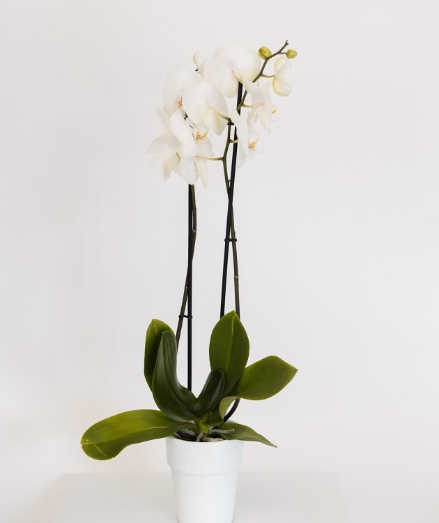 Fleurs à Lisbonne - Orquídea Branca 1