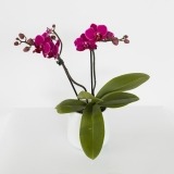 Orquídea Cor De Rosa Mini (1)