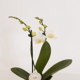 Mini White Orchid (2)