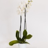 Orquídea Branca (1)