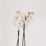 Orquídea Branca (2)