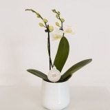 Fleurs à Lisbonne - Orquídea branca mini 1 Thumb