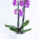 Orquídea Cor de Rosa Forte (1)