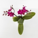 Orquídea Cor De Rosa Mini (2)