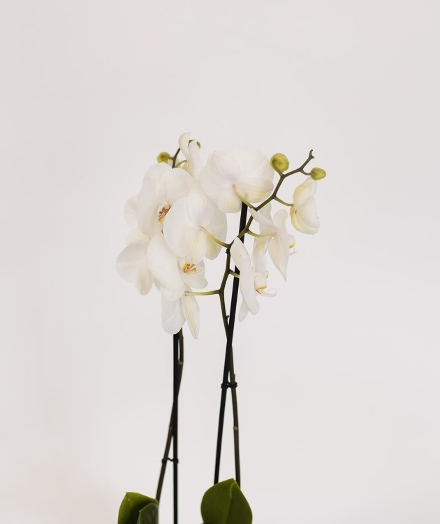 Fleurs à Lisbonne - Orquídea Branca (2)