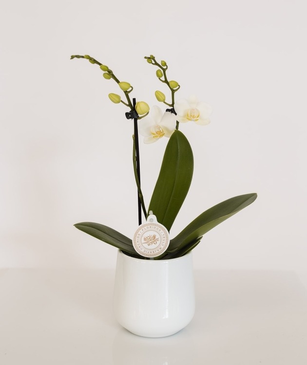 Fleurs à Lisbonne - Mini White Orchid (1)