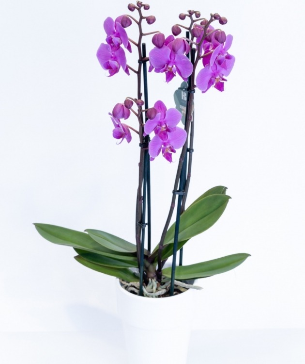 Fleurs à Lisbonne - Orquídea Cor de Rosa Forte (1)