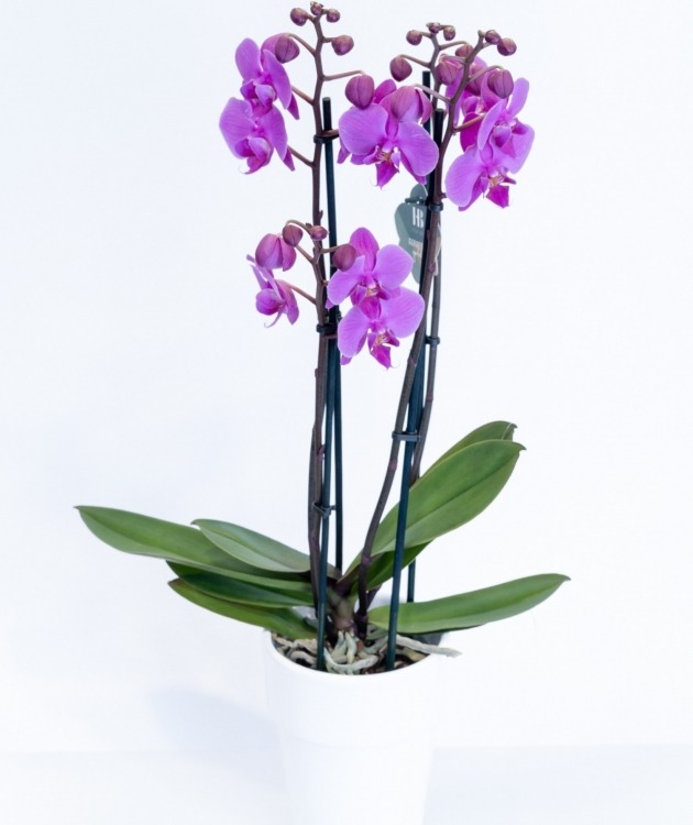 Fleurs à Lisbonne - Bright Pink Orchid (1)