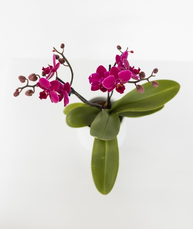Fleurs à Lisbonne - Mini Pink Orchid (2)