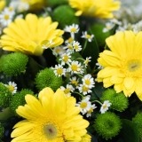Bouquet of Yellow Gerberas (7)