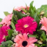 Ramo de Gerberas Rosas (5)