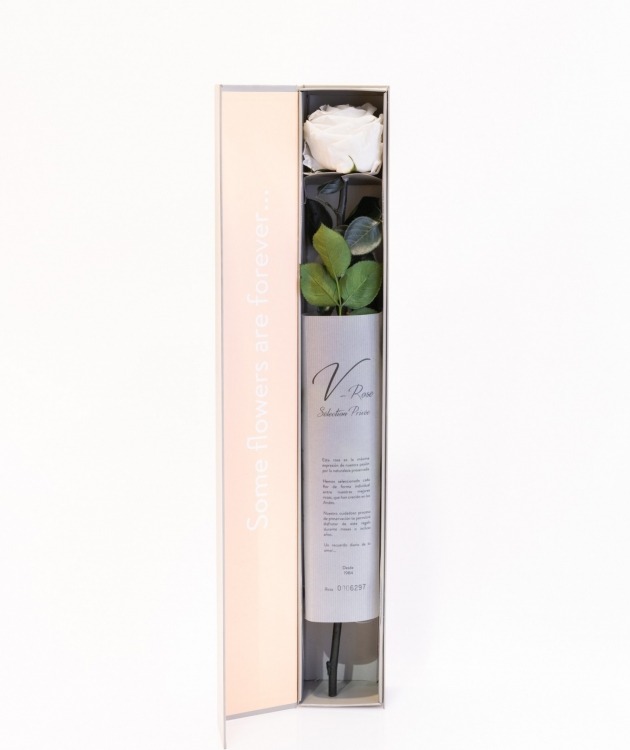 Fleurs à Lisbonne - Preserved White Rose (1)