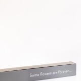 Preserved White Rose (2)