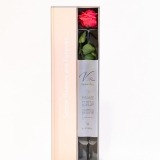 Preserved Red Rose  (1)