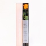 Preserved Orange Rose (1)