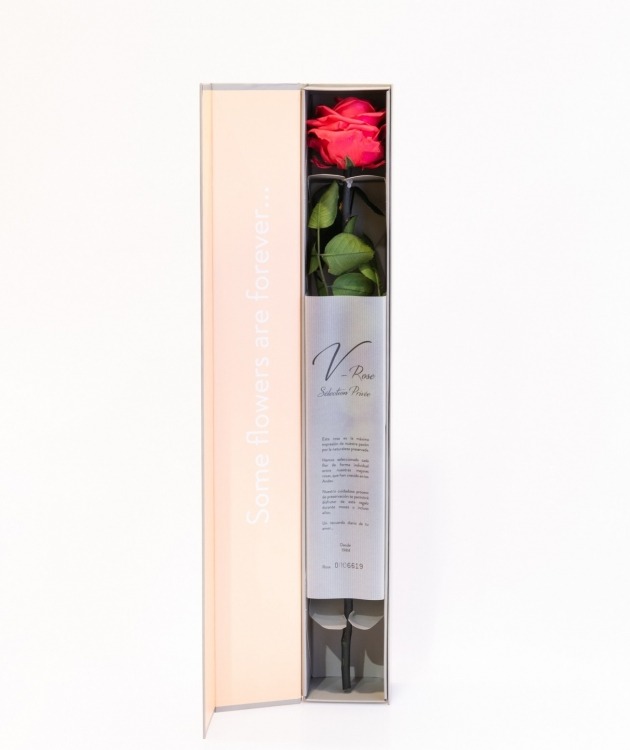 Fleurs à Lisbonne - Preserved Red Rose  (1)