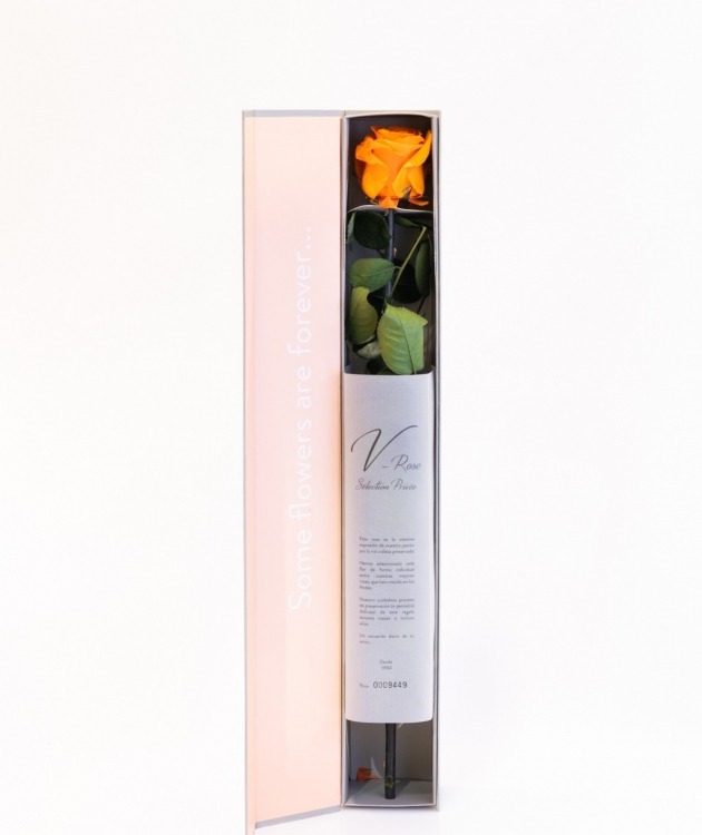 Fleurs à Lisbonne - Preserved Orange Rose (1)